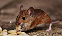 24 Hour & Emergency Exterminators in Junction City, KS